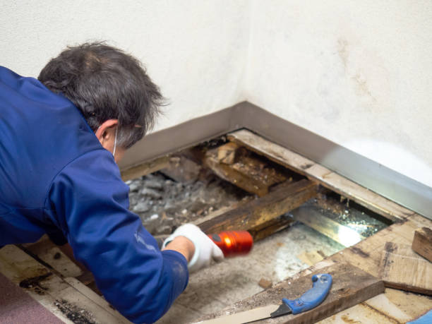 Best Same-Day Mold Removal  in Nuevo, CA