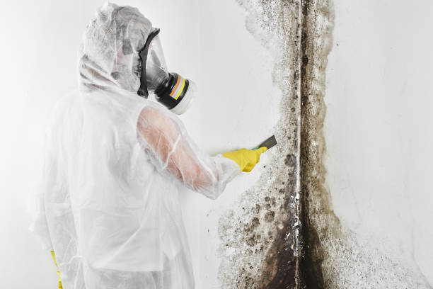 Best Local Mold Removal Service  in Nuevo, CA