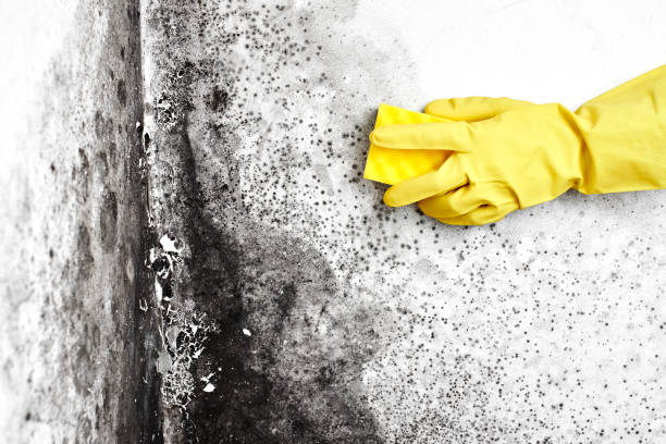 Best Residential Mold Removal  in Nuevo, CA