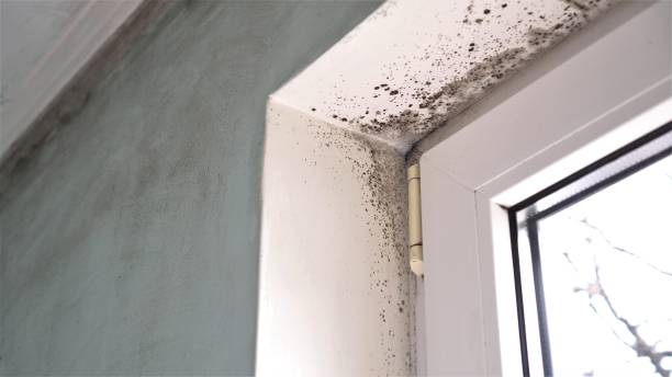 Best Professional Mold Removal  in Nuevo, CA