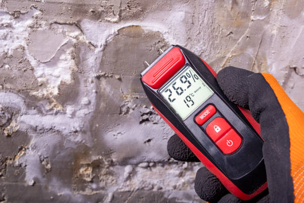 Best Mold Removal Company Near Me  in Nuevo, CA