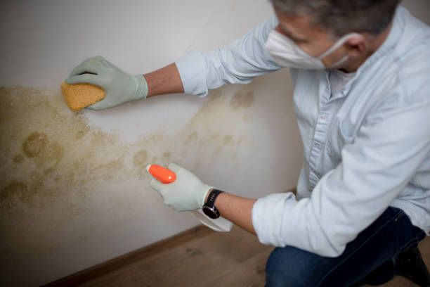 Best Mold Testing  in Nuevo, CA