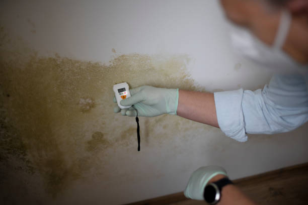 Best Commercial Mold Removal  in Nuevo, CA