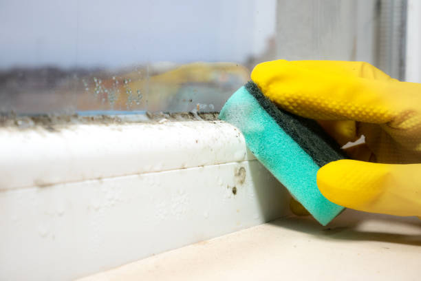 Best Residential Mold Removal  in Nuevo, CA