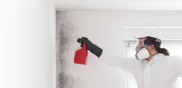 Best Attic Mold Removal  in Nuevo, CA