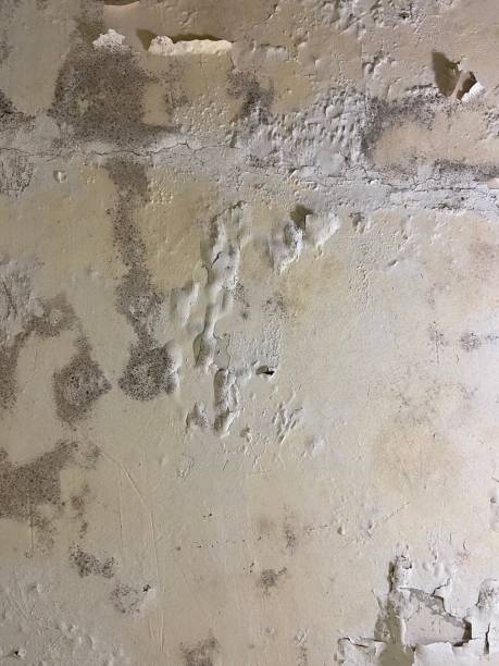 Best Mold Damage Repair  in Nuevo, CA