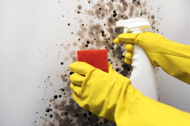 Best Mold Removal and Inspection  in Nuevo, CA