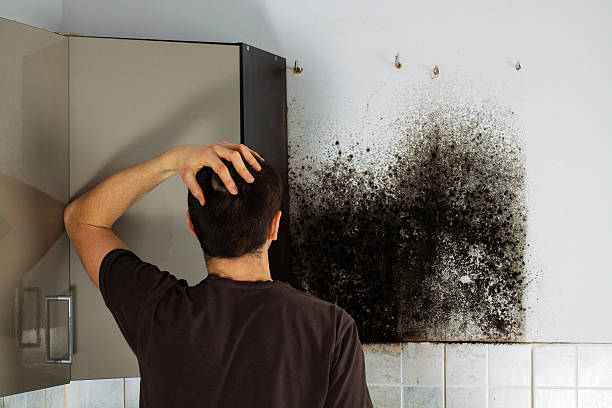 Certified Mold Removal in Nuevo, CA