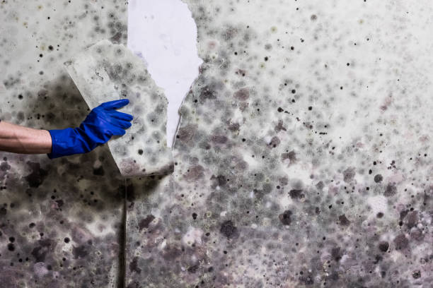 Best Home Mold Removal  in Nuevo, CA