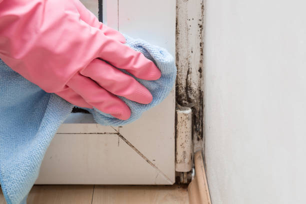Best Mold Remediation Experts  in Nuevo, CA