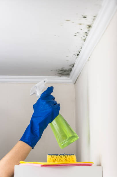 Best Water Damage Restoration  in Nuevo, CA