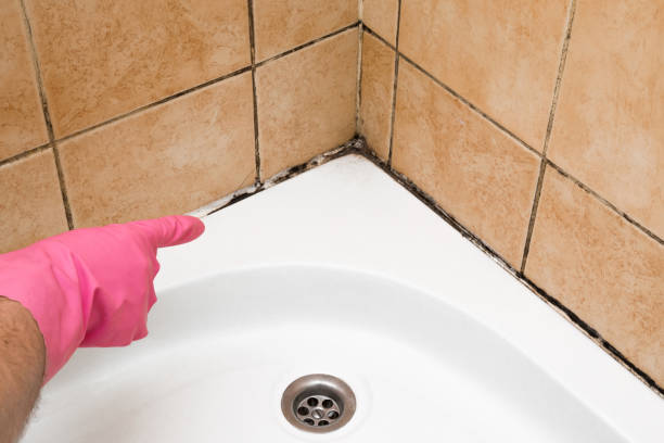 Best Certified Mold Removal  in Nuevo, CA