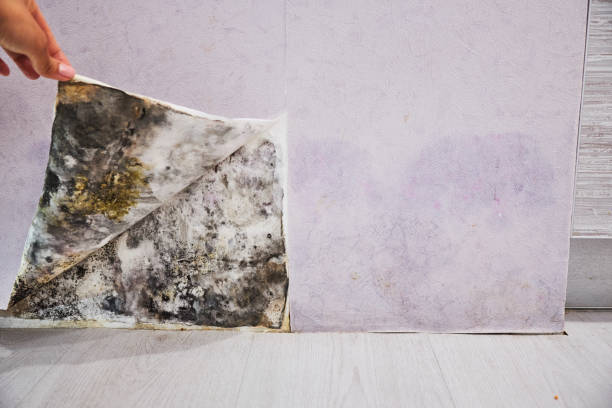 Best Mold Cleaning Services  in Nuevo, CA